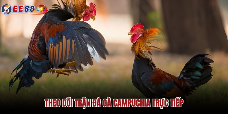 theo-doi-tran-da-ga-campuchia-truc-tiep theo-doi-tran-da-ga-campuchia-truc-tiep